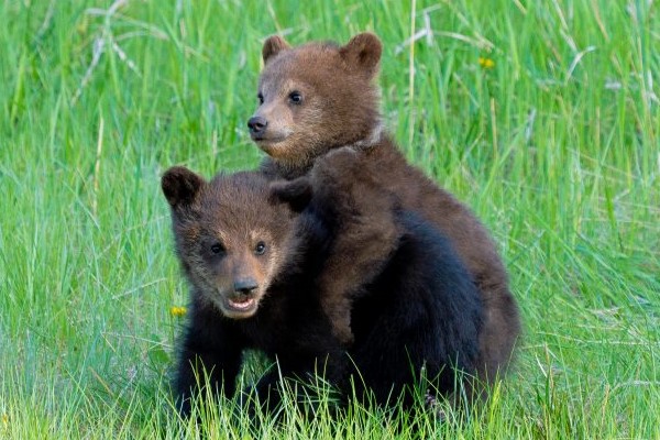 Jasper Wildlife